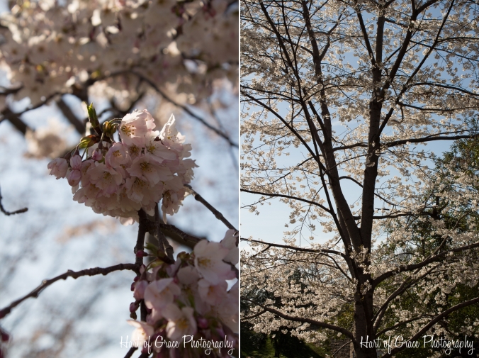 Cherry Blossom 8